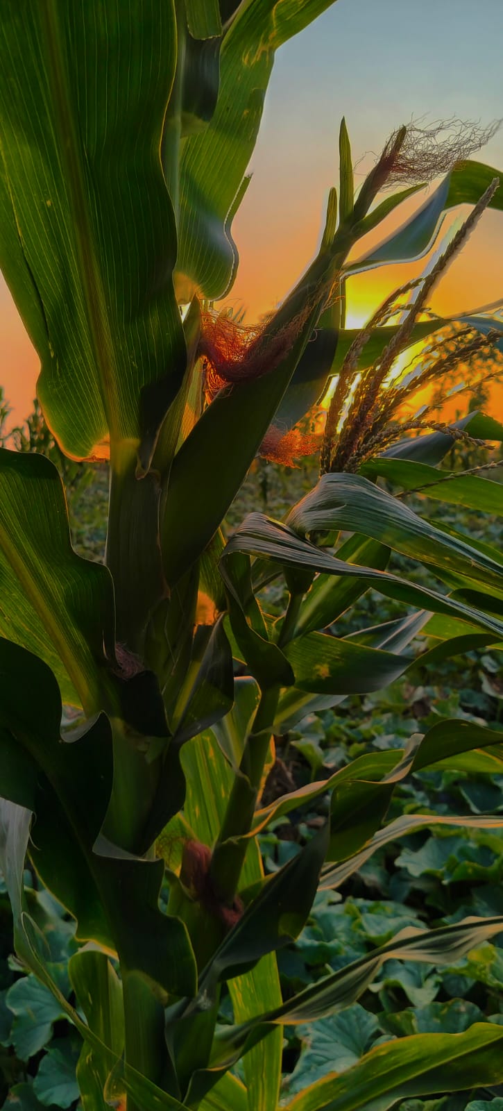 Corn plant photographed during sunset